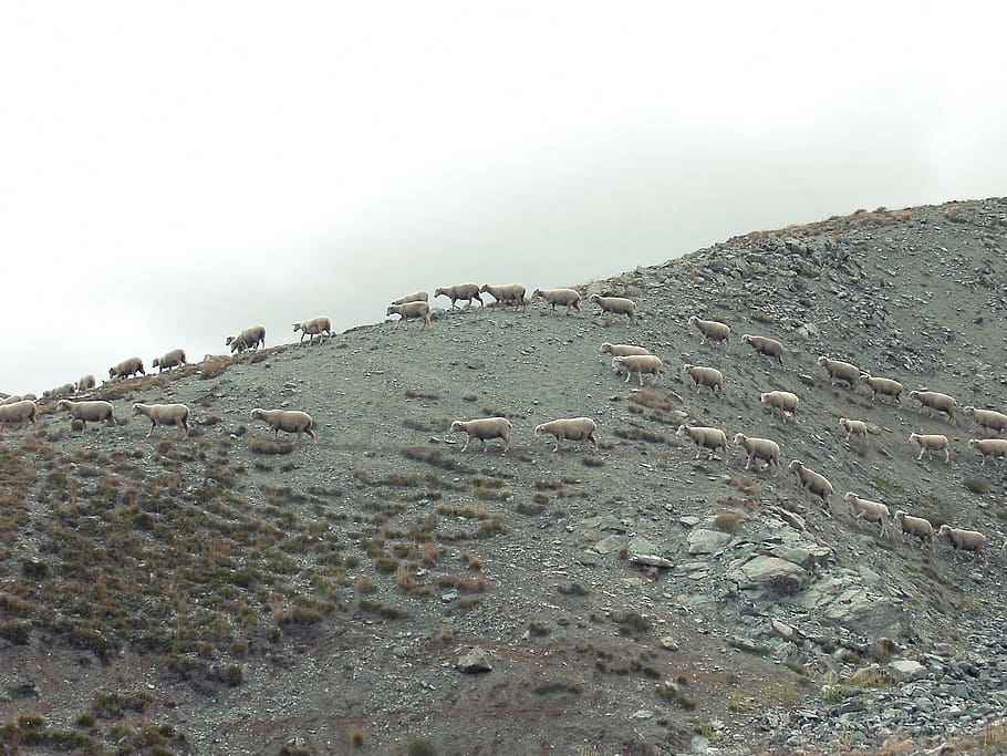 wild, sheep, animals, mountain, rocks, dirt, sky, tranquility HD wallpaper