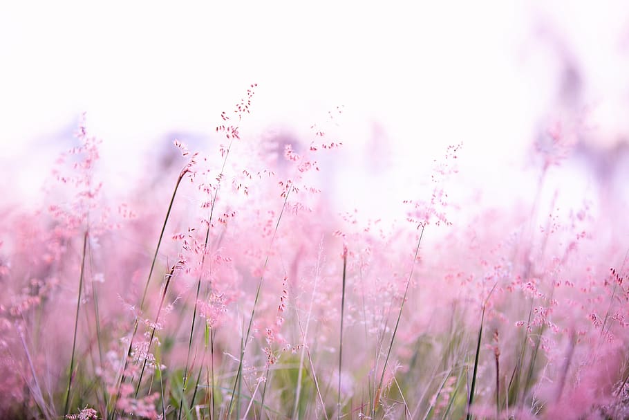 Pink Flowers Photography, blur, color, depth of field, flora