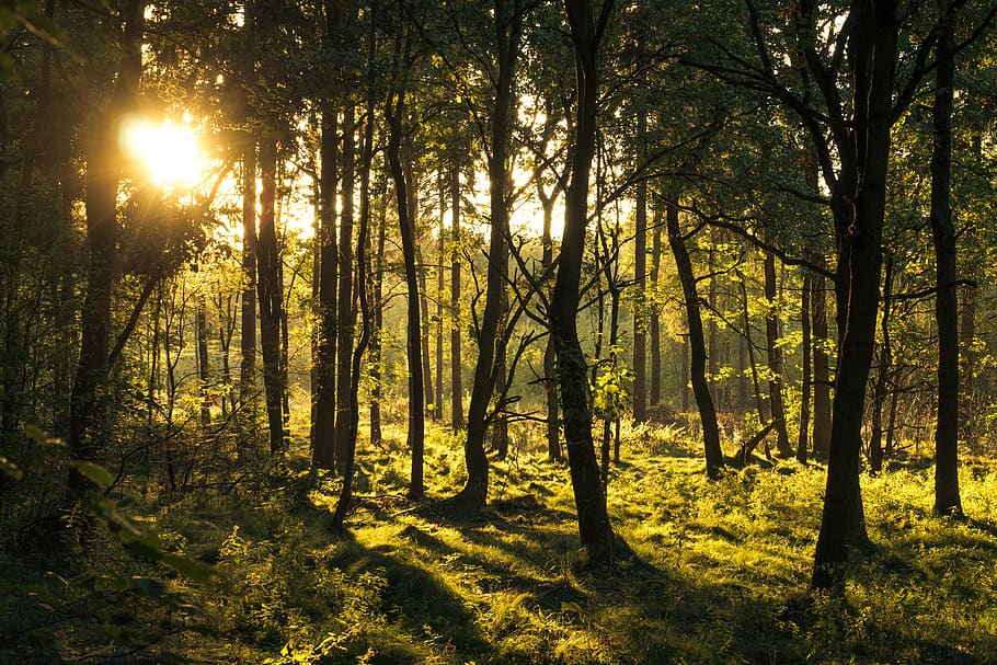 tree, green, nature, foliage, forest, sunset, the sun, plant HD wallpaper