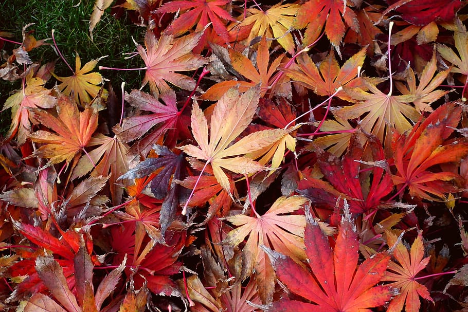 foliage, clone, colorful, in the fall, nature, red, closeup HD wallpaper