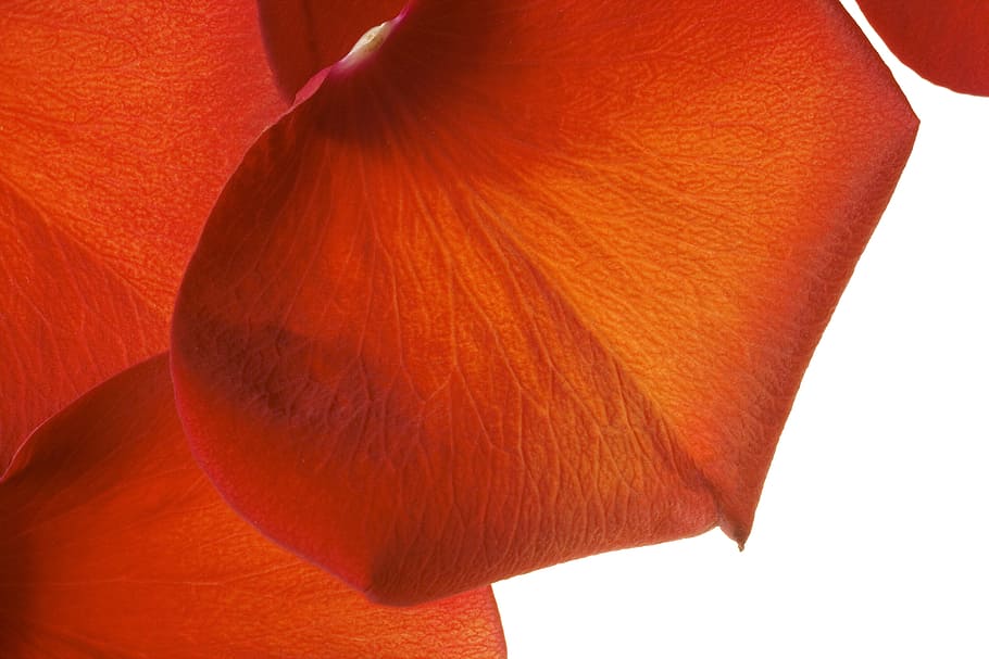 flower, fresh, gift, isolated, petals, photo, red, romance HD wallpaper