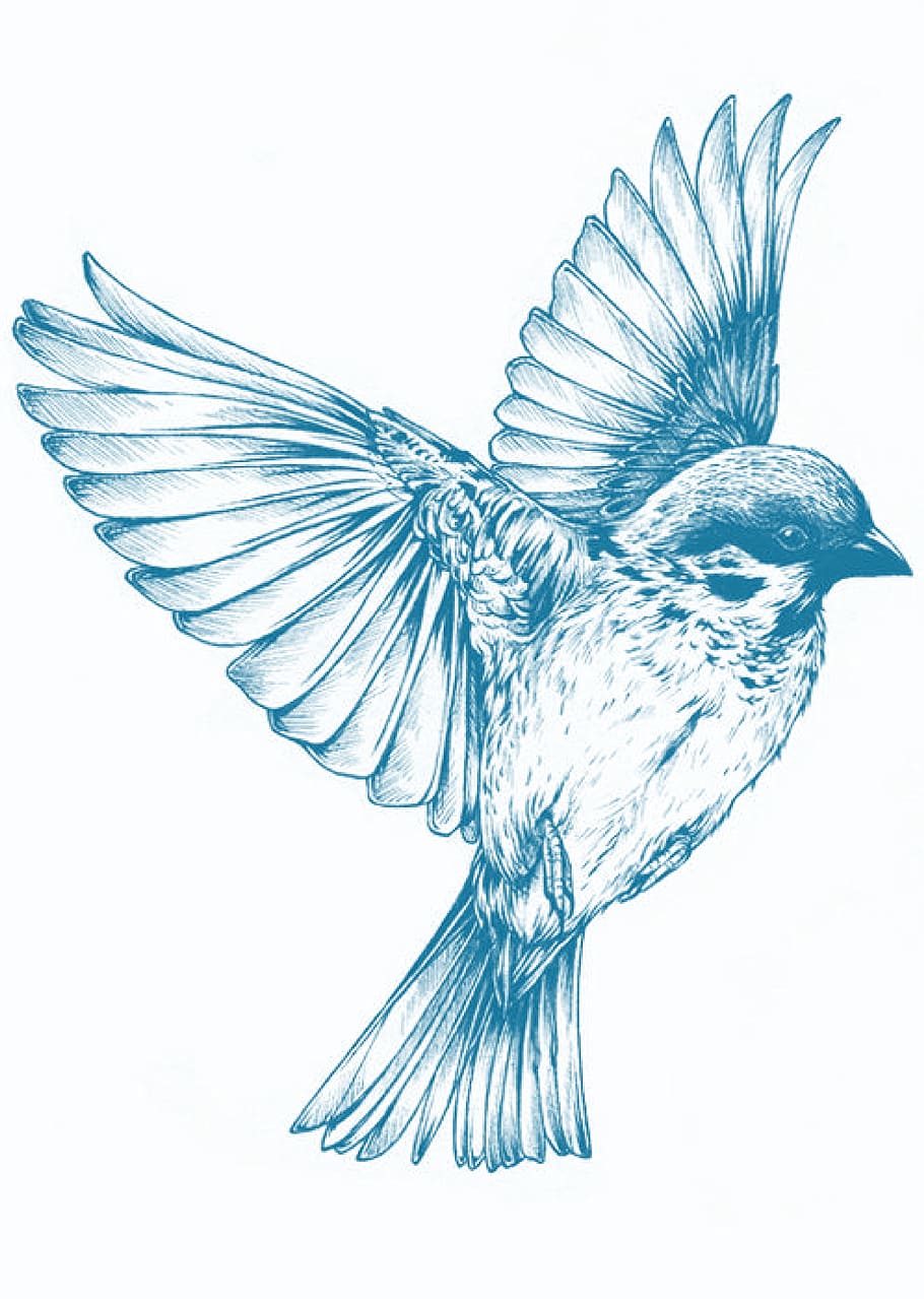 bird, animal, blue, graphics, vertebrate, animal themes, studio shot HD wallpaper