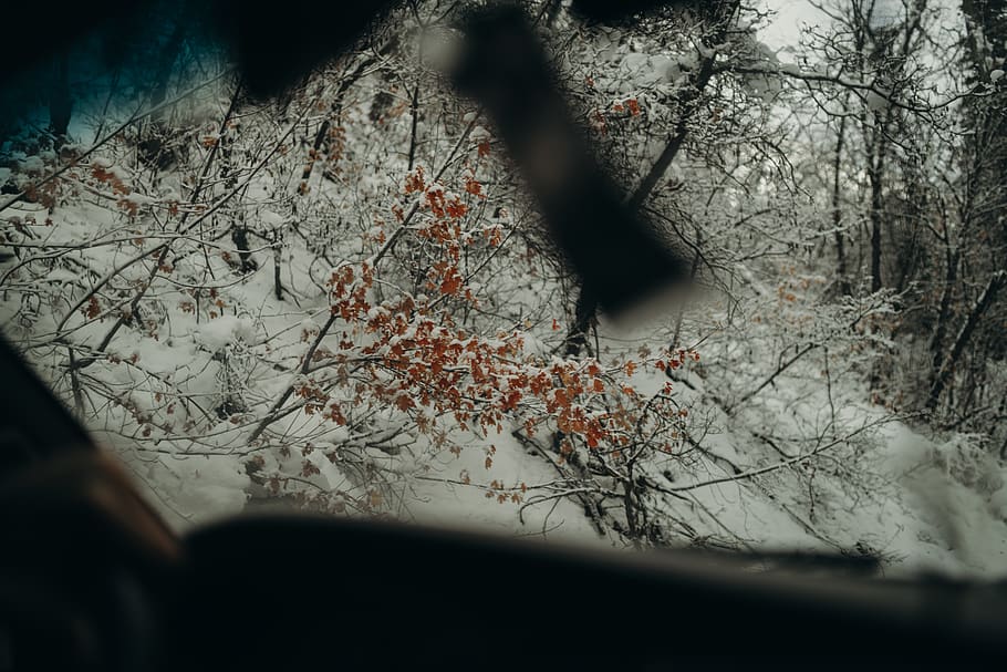 trees covered with snow, plant, nature, outdoors, hole, storm HD wallpaper