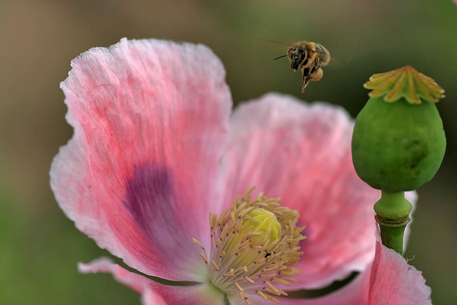 bee, bee flight, blossom, bloom, nature, spring, pollen, flower HD wallpaper
