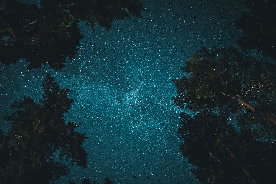 starry night, tree, star - space, plant, beauty in nature, astronomy HD wallpaper