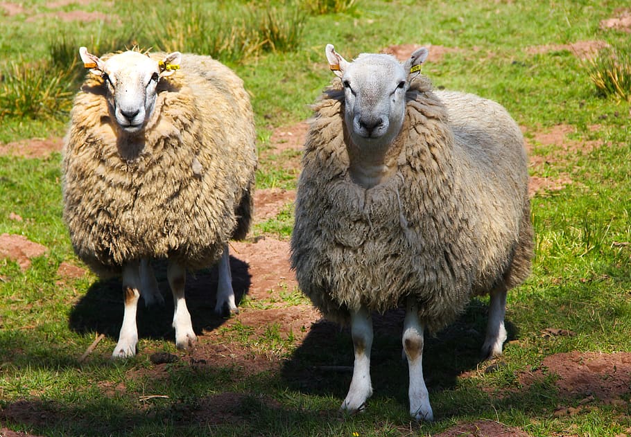 sheep, animals, farm, wool, livestock, nature, country, outdoors HD wallpaper