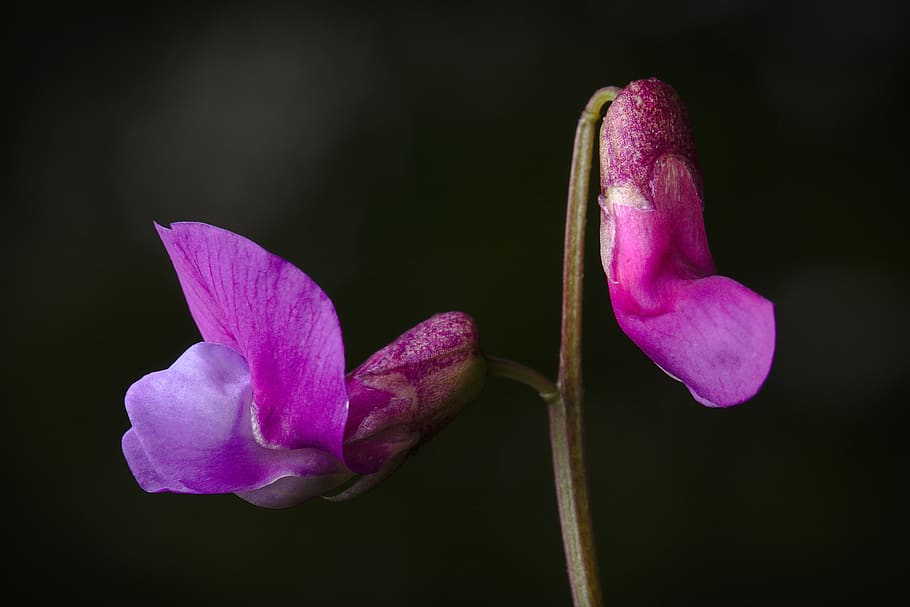 forest violets, blossom, bloom, spring, macro, flower, flowering plant HD wallpaper