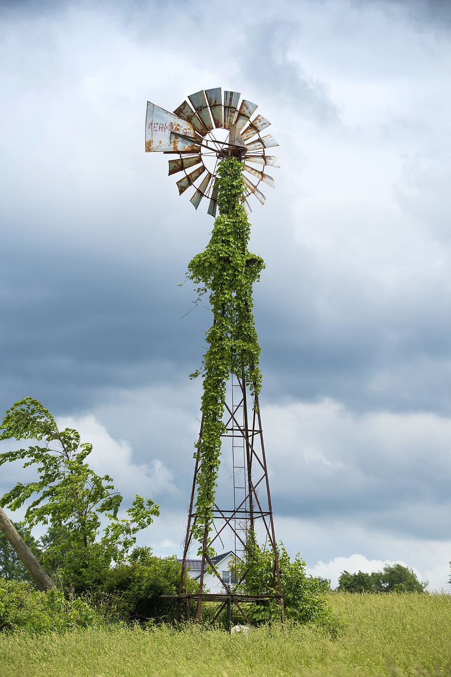 black and gray windmill with vine plants, flora, arecaceae, palm tree HD wallpaper