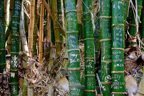 cuba, vinales, trees, bamboo, i was here, names, couple, forrest HD wallpaper