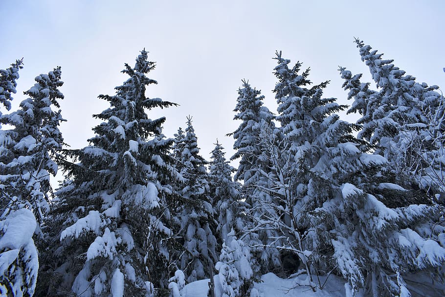 winter, snow, white, tree, tall, power, conifer, mountains HD wallpaper