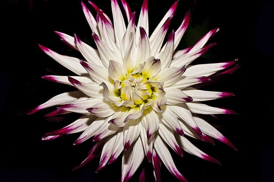 white and red flower on black background, petal, bloom, blooming HD wallpaper