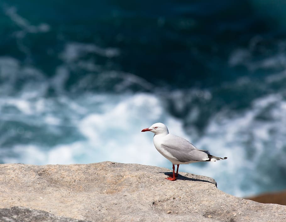 bird on rock, animal, seagull, tamarama beach, australia, booby HD wallpaper