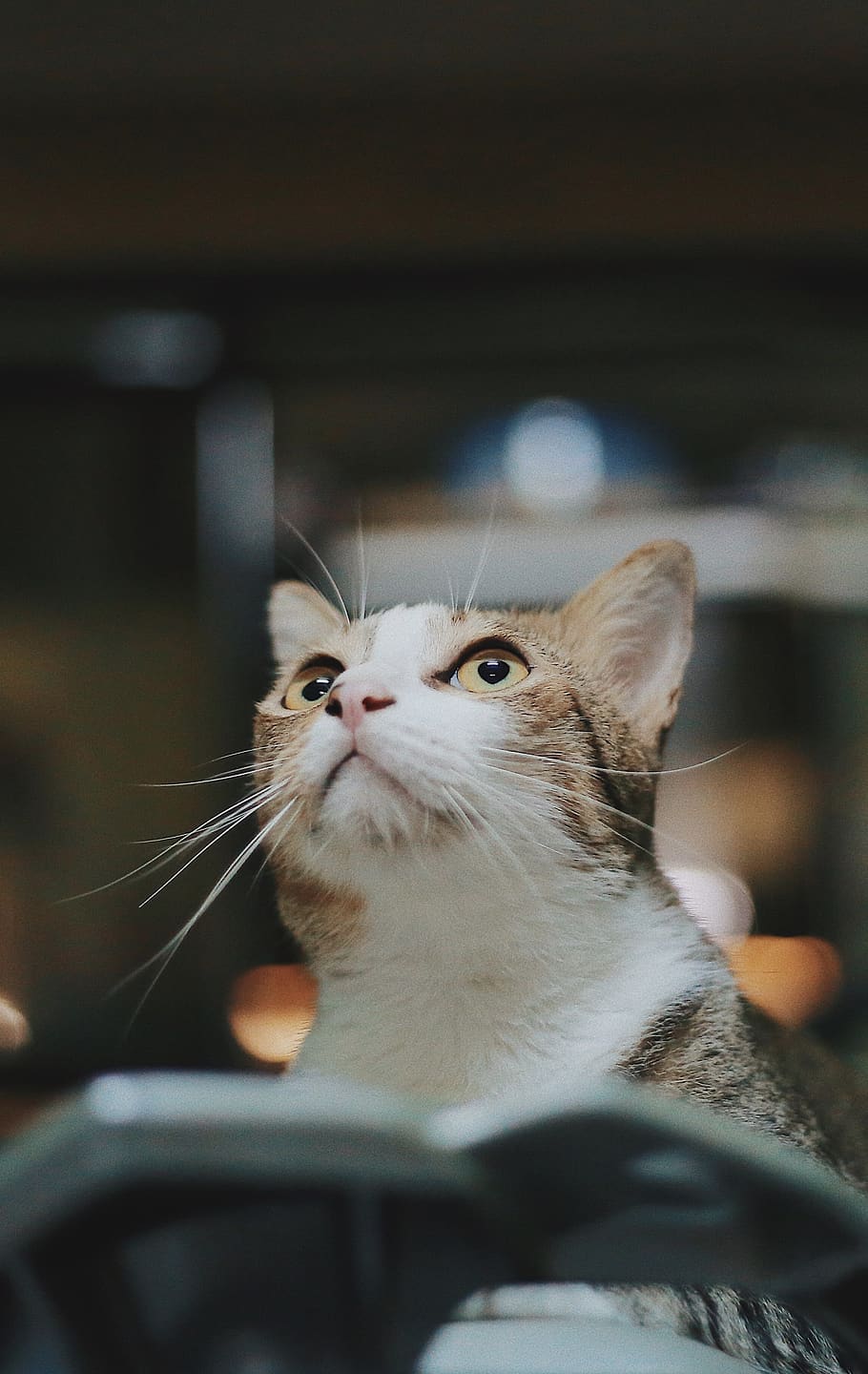 brown tabby cat, pet, animal, feline, looking up, mammal, abyssinian HD wallpaper