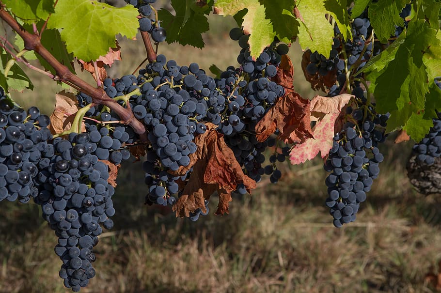 grapes, clusters, vine, harvest, vineyard, fruit, food and drink HD wallpaper