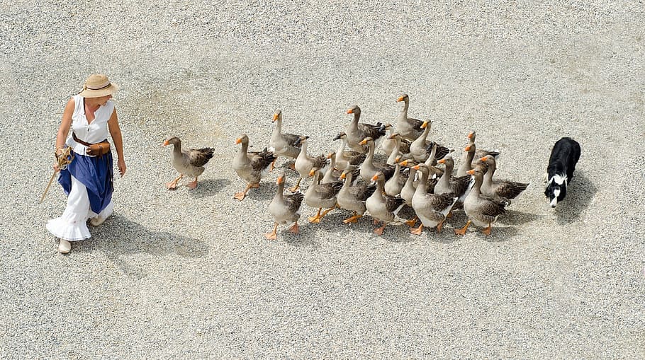 goose, geese, duck, bird, animal, wild, nature, human, activity HD wallpaper