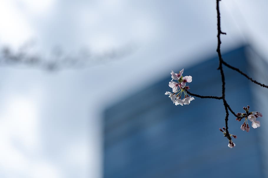 selective focus photography flowers, flowering plant, beauty in nature HD wallpaper