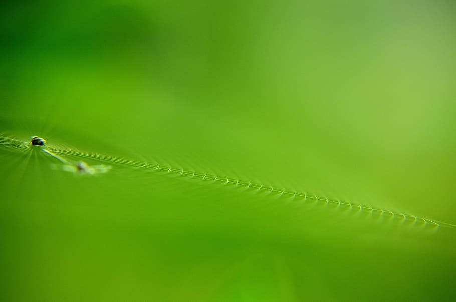nature, cobweb, spider, net, green, close up, macro, life, animal themes HD wallpaper