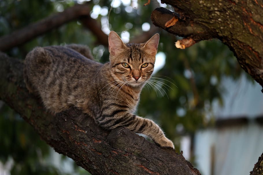 cat, small, cute, tree, climbing, feline, animal themes, mammal HD wallpaper