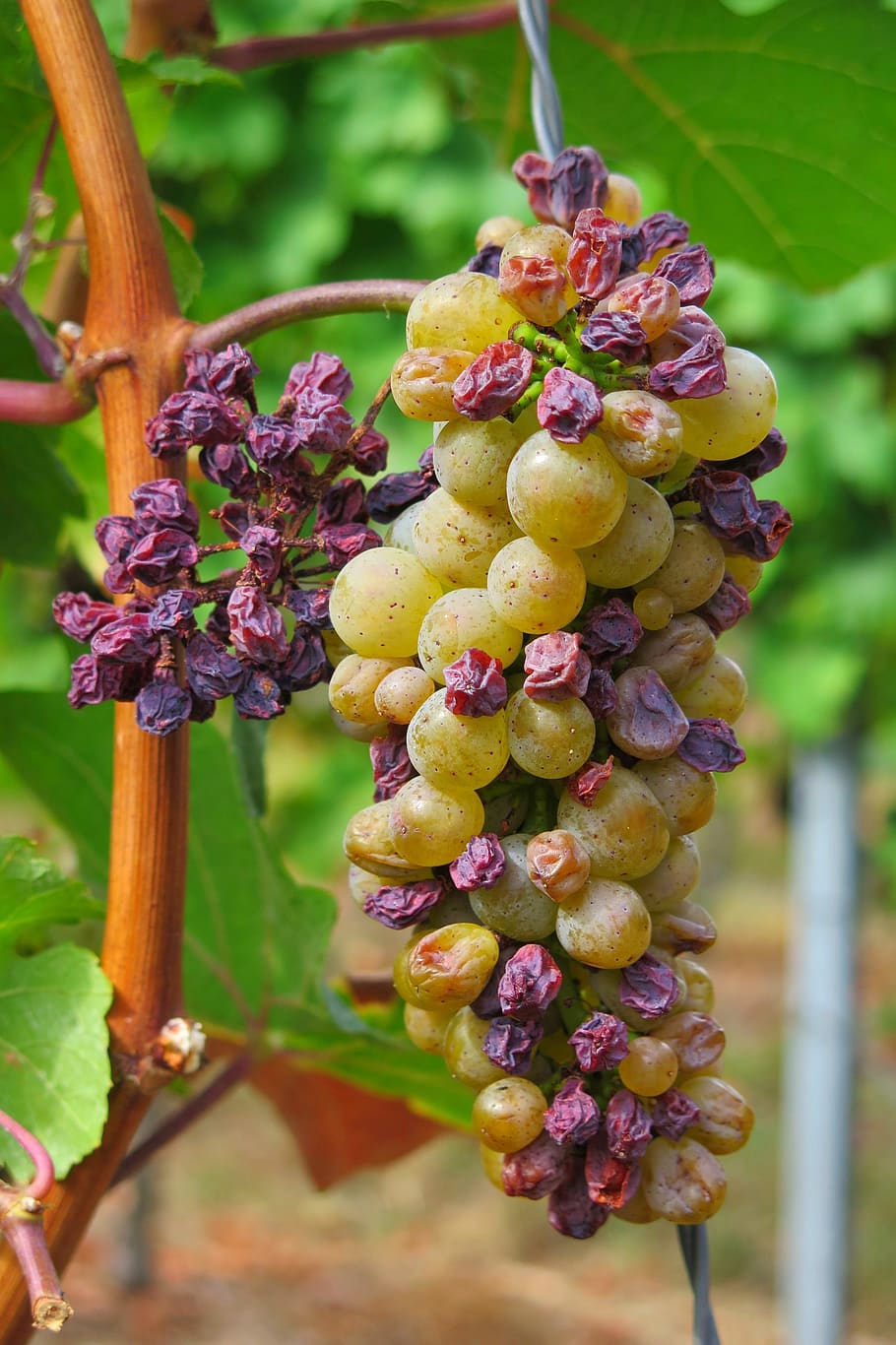 grape, drought, raisin, autumn, fruit, vine, plant, dry, food and drink HD wallpaper