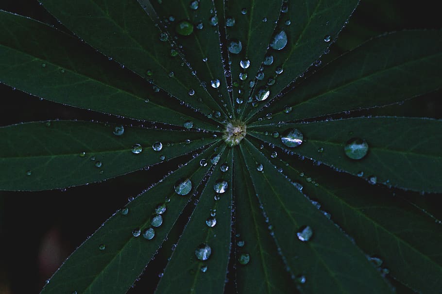 leaf, rain, raindrops, clear, sharp, nature, water, plant part HD wallpaper