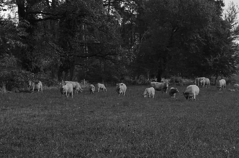 cows, black and white, field, campaign, plant, domestic, tree HD wallpaper