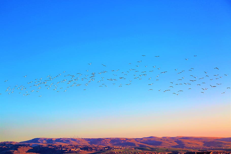 birds, flight, wing, animal, flying, nature, wings, sky, animal wildlife HD wallpaper