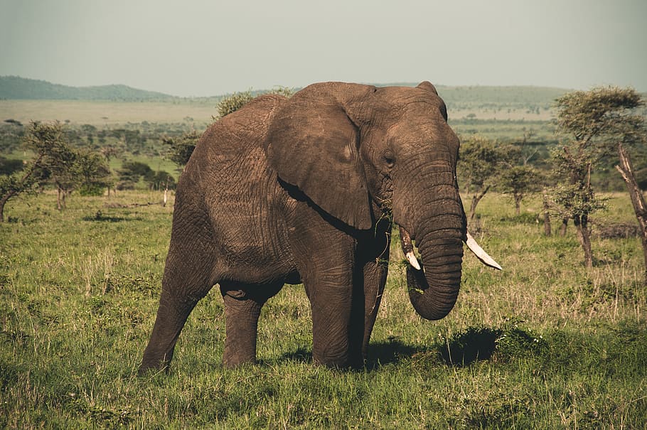 brown elephant, animal, animal wildlife, animal themes, mammal HD wallpaper