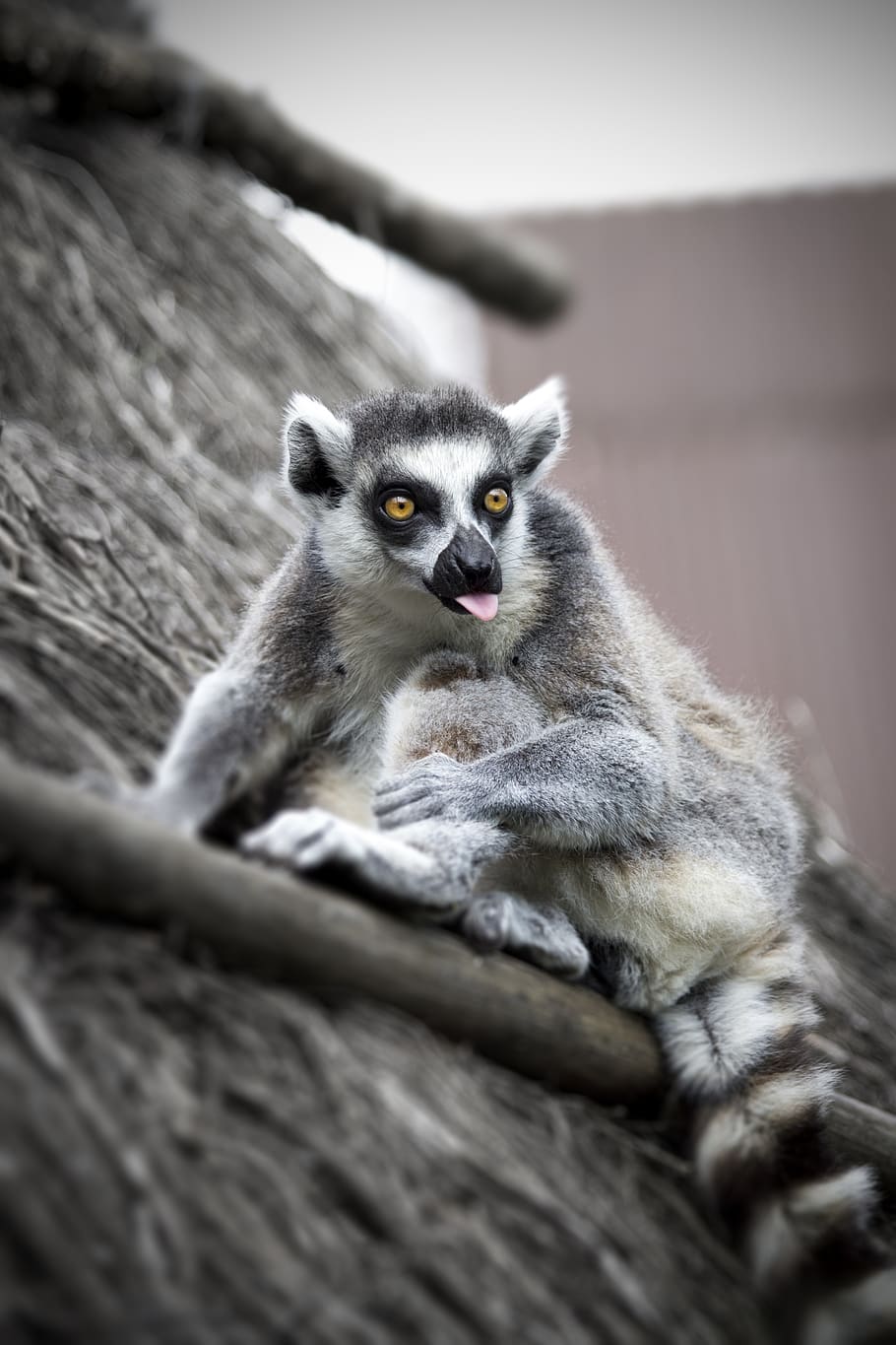 HD wallpaper: lemur, eyes, madagascar, fur, nature, primate, stripes,  mammals | Wallpaper Flare