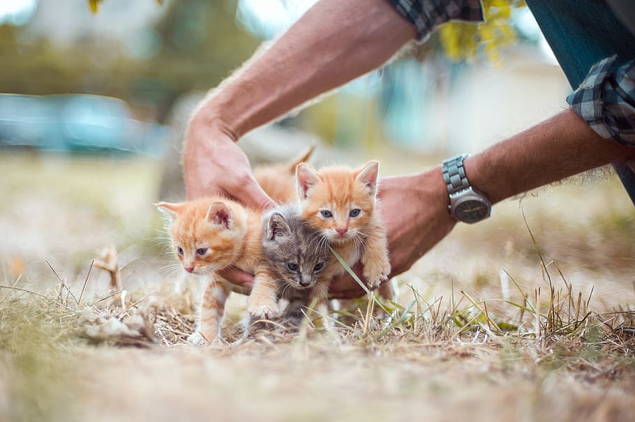 kittens, red, orange, color, gray, three, small, hands, hold HD wallpaper