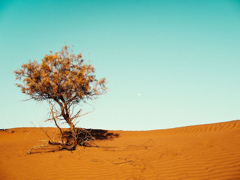 vast desert with tree, nature, soil, outdoors, mhamid, morocco HD wallpaper