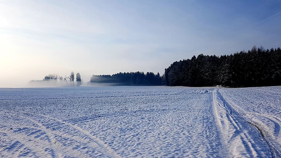 winter, landscape, snow, forest, fog, cold temperature, tree HD wallpaper