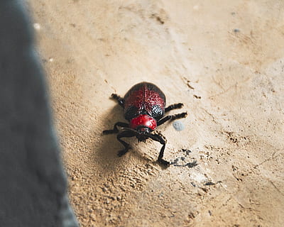 red bug, animal, insect, invertebrate, dung beetle, americana HD wallpaper