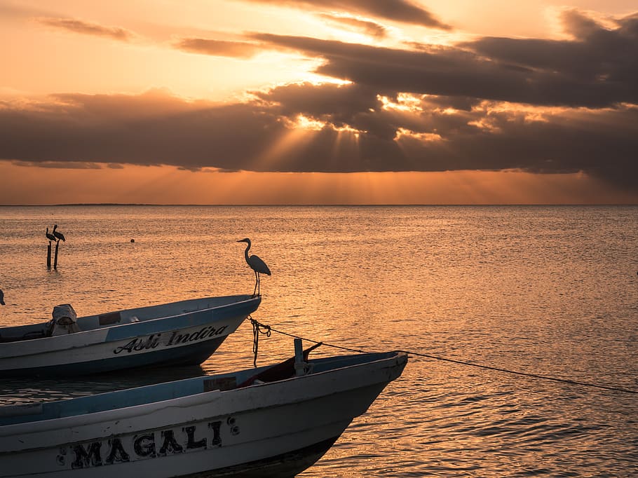 mexico, isla holbox, evening, sun, dusk, sea, karibic, birds HD wallpaper