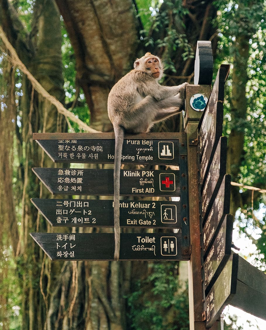 brown monkey on road signage, animal, mammal, wildlife, plant HD wallpaper
