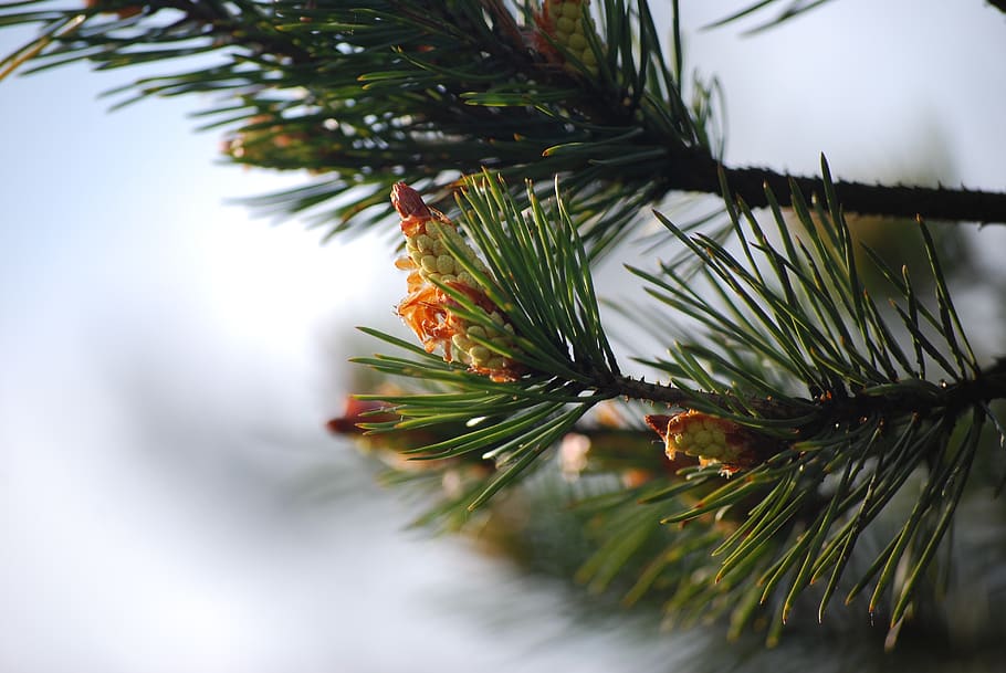 pine, branch, pine cone, green, iglak, cones, tree, plant, pine tree HD wallpaper