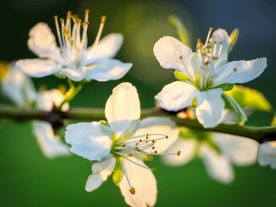 blossom, bloom, fruit tree, spring, nature, white, branch, apple blossom HD wallpaper