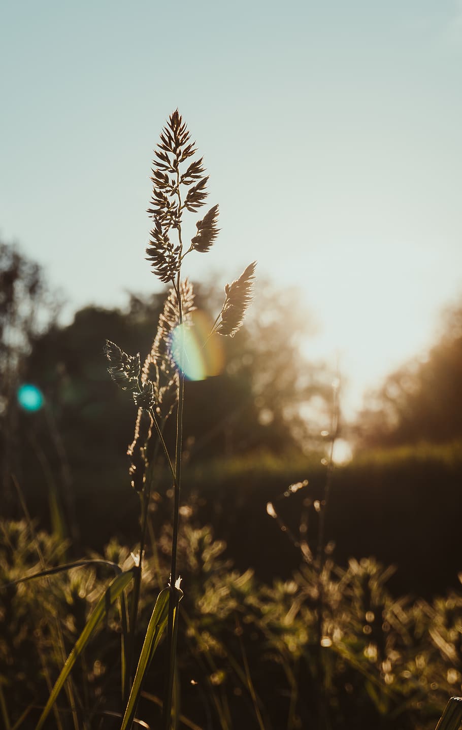 green-leafed plant, growth, nature, sky, tranquility, beauty in nature HD wallpaper