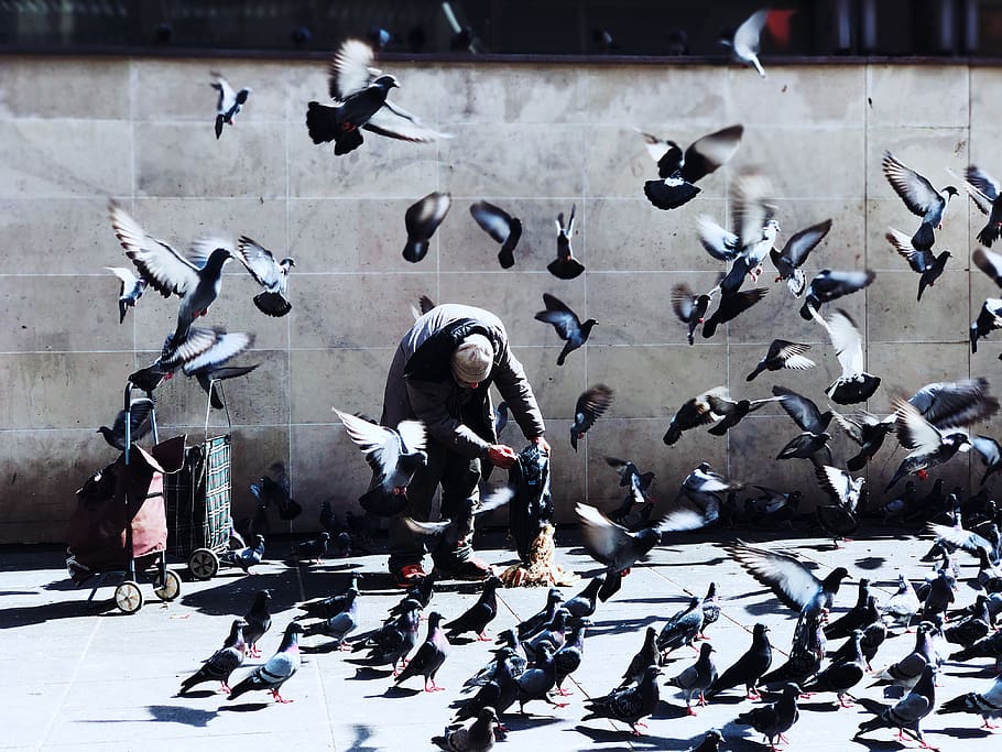 paris, france, the centre pompidou, clochard, fliying, birds, HD wallpaper