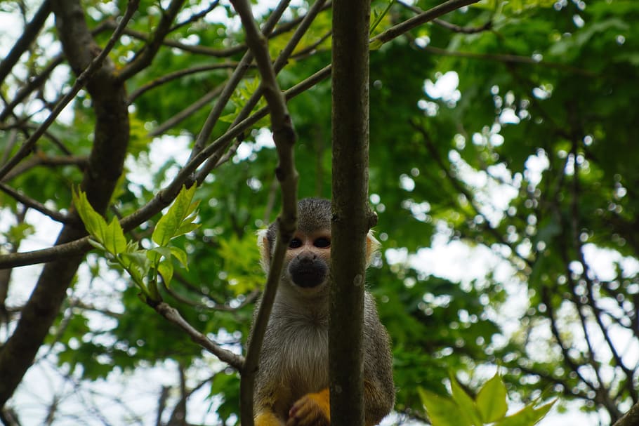 monkey, tree, forest, green, animal themes, one animal, animal wildlife HD wallpaper
