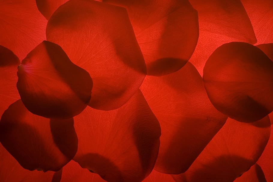 flower, fresh, gift, petals, photo, red, romance, romantic HD wallpaper