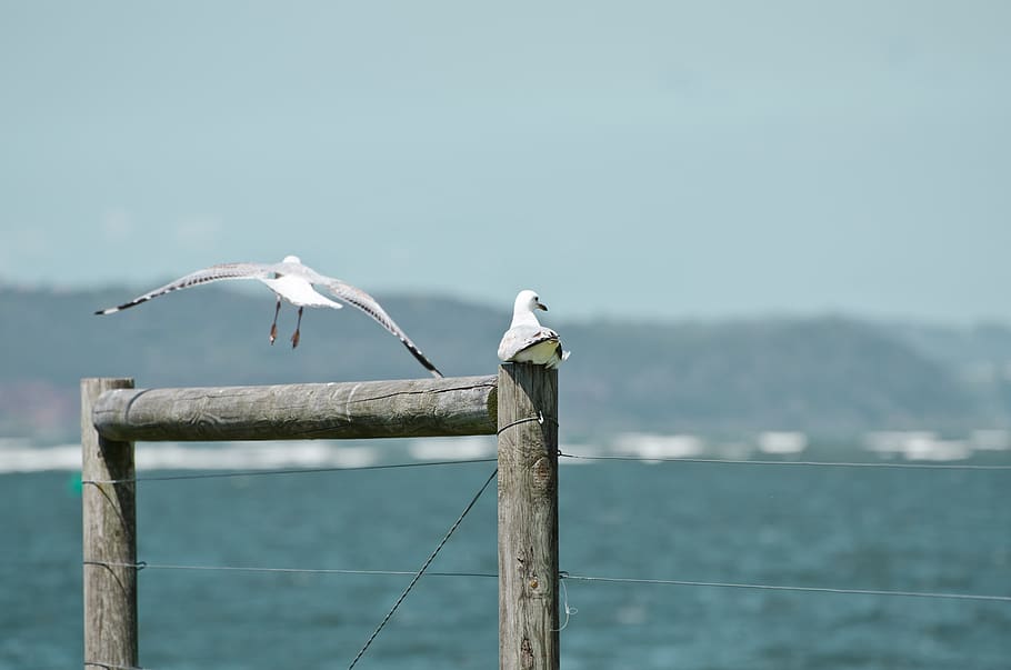 seagull, post, fly, headland, ocean, waves, bird, vertebrate HD wallpaper