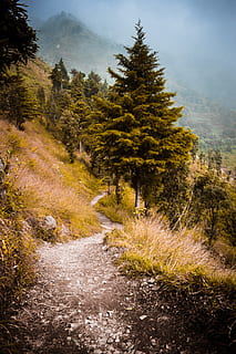 green leafed tree during daytime, dirt road, gravel, plant, abies HD wallpaper