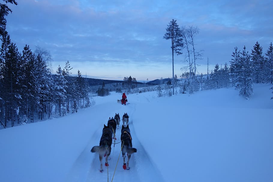 landscape, huskies, team, husky, lapland, musher, wintry, snowy HD wallpaper