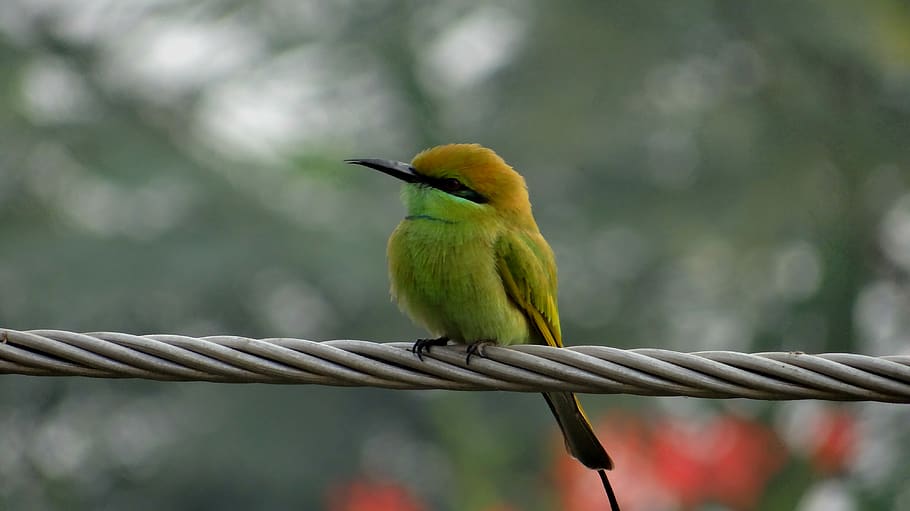 india, noida, bird, animal themes, vertebrate, animal wildlife HD wallpaper