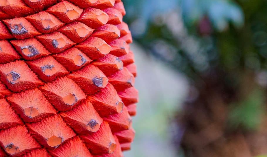 mozambique, palm grove lodge, cycad, plant, seed, red, tropical