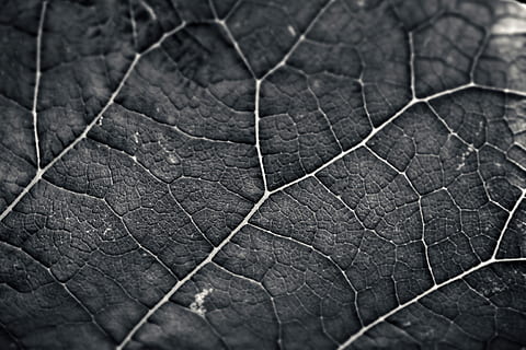 leaf, structure, texture, background, nature, pattern, structures HD wallpaper