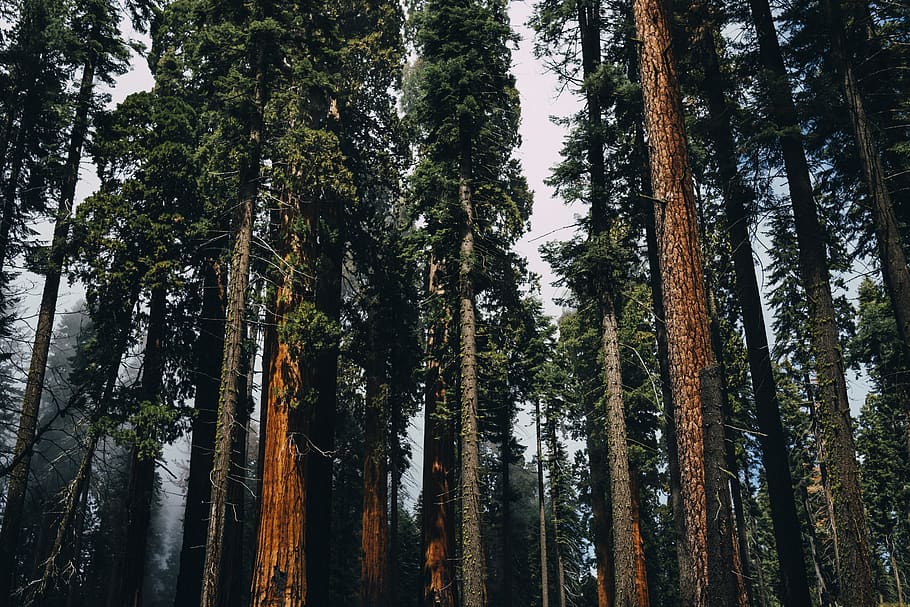 forest with brown trees, plant, outdoors, nature, fir, flora HD wallpaper