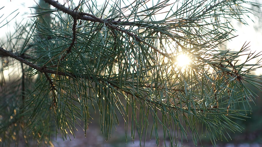 pine branch, pine needles, sun, plant, tree, nature, growth HD wallpaper