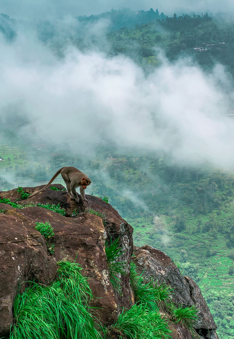 gray monkey on rock formations during daytime, mammal, animal HD wallpaper