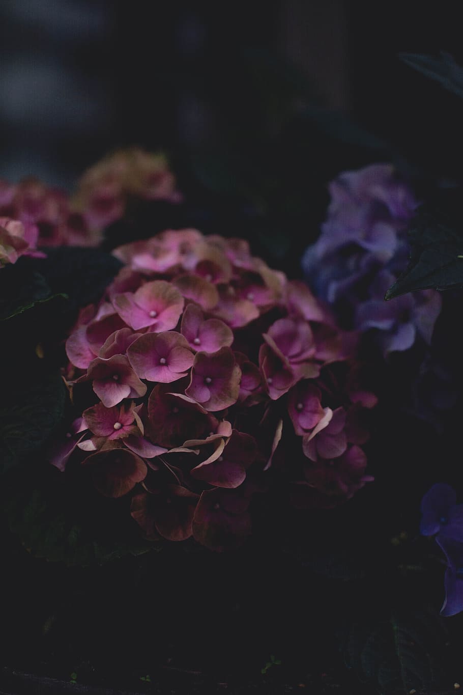 Bundle of Pink Petaled Flowers, abstract, beautiful, blooming HD wallpaper